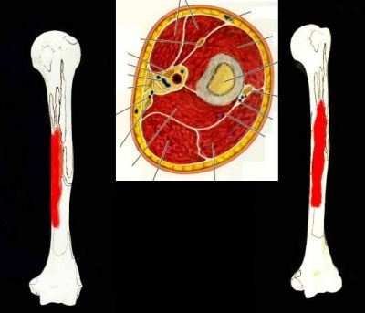 01--Anatomia